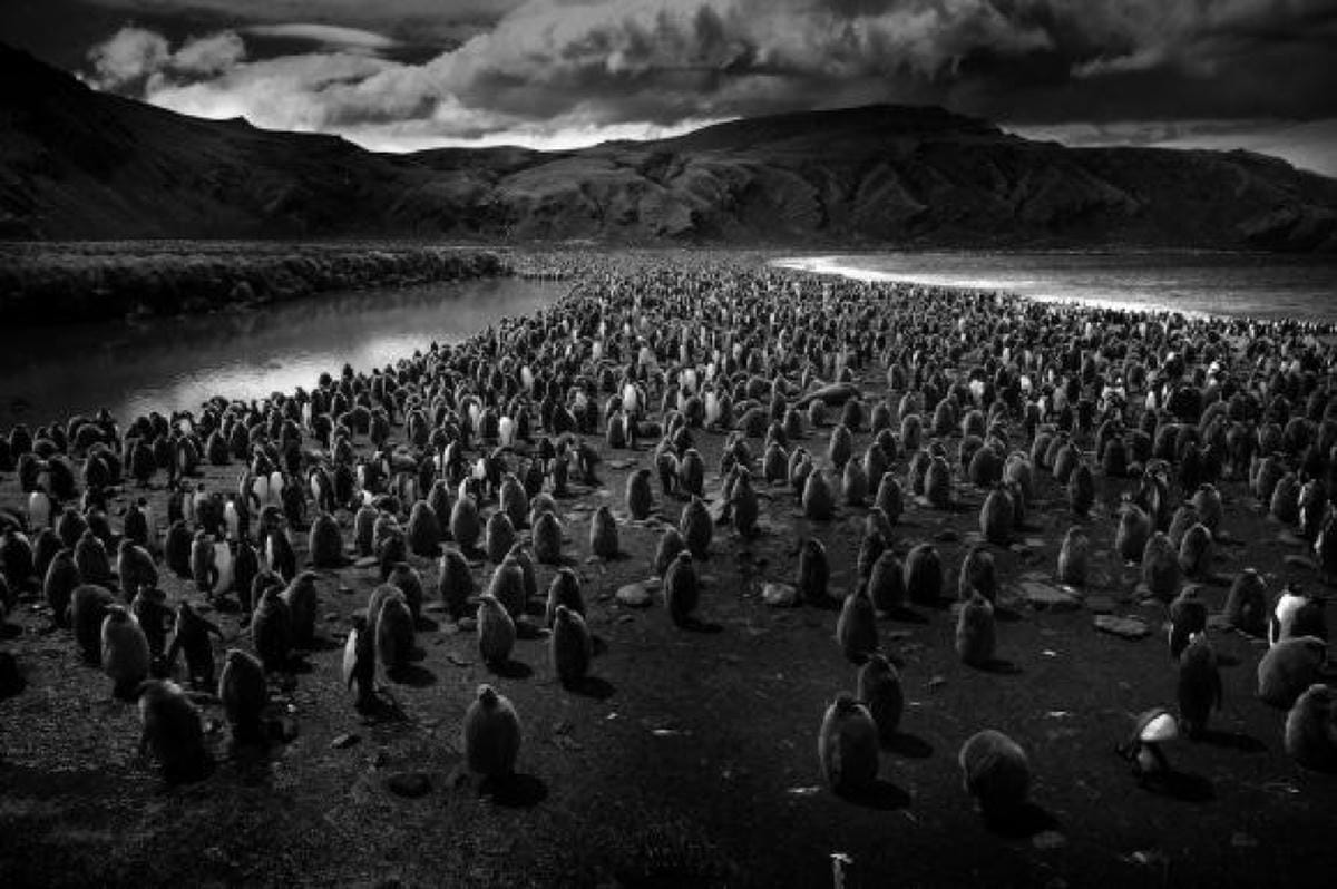 CLOSER Exhibition of photographs by Tomasz Gudzowaty - Muzeum